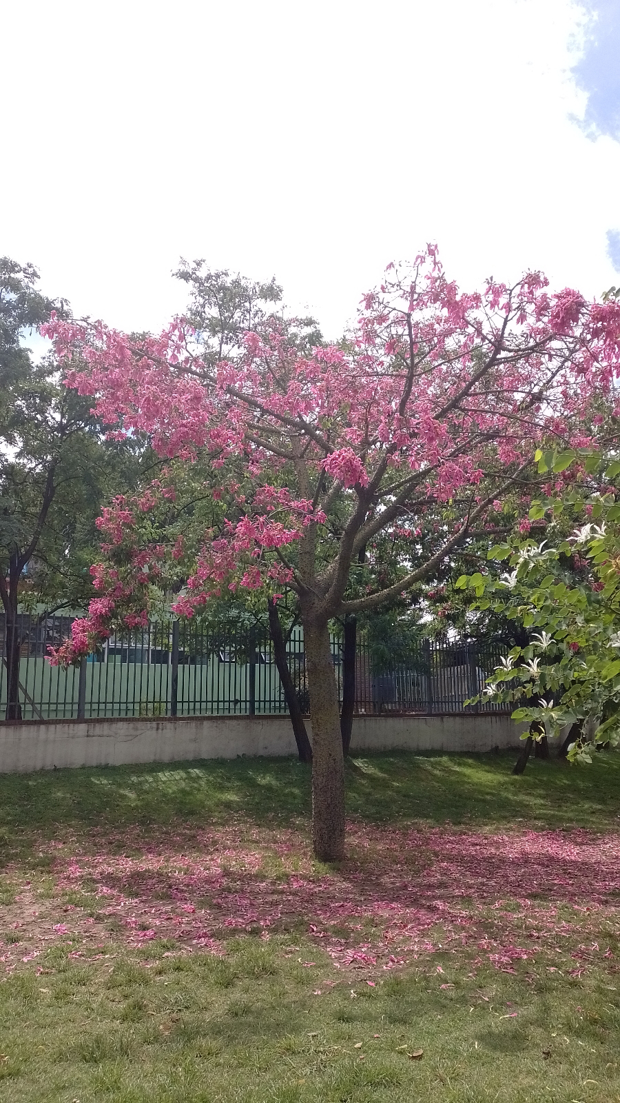 El árbol de los deseos